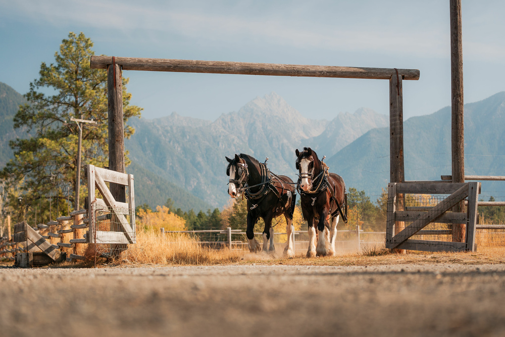 A ride through Fort Steele Heritage Town